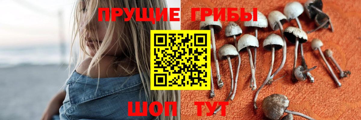 Батайск  Псилоцибиновые грибы Psilocybe  Вход с VPN  Псилоцибиновые грибы Psilocybine cubensis 